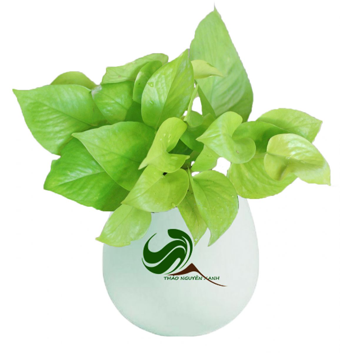 9 loại cây kiểng thích hợp trồng tường xanh
